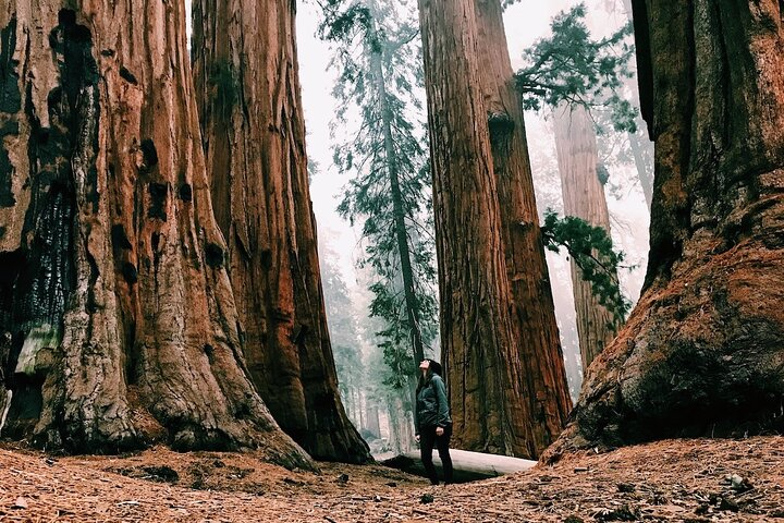 Yosemite National Park Small-Group Guided Tour: Giant Sequoias & Hidden Trails - Photo 1 of 14